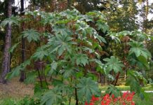 Ricinusovo ulje – ulje najotrovnije biljke svijeta je ljekovito bez premca! Ricinusovo ulje – ulje najotrovnije biljke svijeta je ljekovito bez premca! - featured image