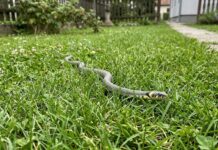Panika zbog zmija oko kuće! Evo šta treba da prospete po dvorištu da ih više nikad ne vidite blizu Panika zbog zmija oko kuće! Evo šta treba da prospete po dvorištu da ih više nikad ne vidite blizu - featured image