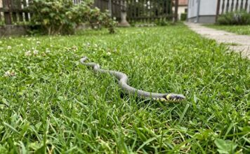Panika zbog zmija oko kuće! Evo šta treba da prospete po dvorištu da ih više nikad ne vidite blizu Panika zbog zmija oko kuće! Evo šta treba da prospete po dvorištu da ih više nikad ne vidite blizu - featured image