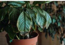 POMJEŠAJTE OVA 3 SASTOJKA I CVIJEĆE VAM NIKADA NEĆE UVENUTI POMJEŠAJTE OVA 3 SASTOJKA I CVIJEĆE VAM NIKADA NEĆE UVENUTI - featured image