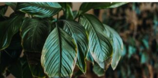 POMJEŠAJTE OVA 3 SASTOJKA I CVIJEĆE VAM NIKADA NEĆE UVENUTI POMJEŠAJTE OVA 3 SASTOJKA I CVIJEĆE VAM NIKADA NEĆE UVENUTI - featured image