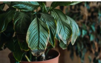 POMJEŠAJTE OVA 3 SASTOJKA I CVIJEĆE VAM NIKADA NEĆE UVENUTI POMJEŠAJTE OVA 3 SASTOJKA I CVIJEĆE VAM NIKADA NEĆE UVENUTI - featured image