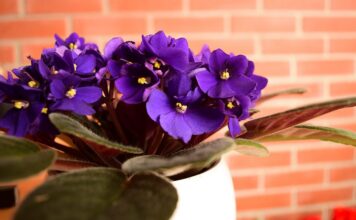 Jedan kuhinjski sastojak može natjerati vaše LJUBIČICE da procvjetaju preko noći Jedan kuhinjski sastojak može natjerati vaše LJUBIČICE da procvjetaju preko noći - featured image