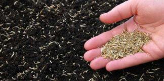 Gusta kao tepih, kad je zgazite miluje i bosa stopala: Saveti za sadnju i održavanje travnjaka da bude najlepši u ulici Gusta kao tepih, kad je zgazite miluje i bosa stopala: Saveti za sadnju i održavanje travnjaka da bude najlepši u ulici - featured image