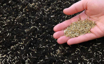 Gusta kao tepih, kad je zgazite miluje i bosa stopala: Saveti za sadnju i održavanje travnjaka da bude najlepši u ulici Gusta kao tepih, kad je zgazite miluje i bosa stopala: Saveti za sadnju i održavanje travnjaka da bude najlepši u ulici - featured image