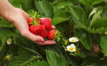 OVIM đubrivom prihranite jagode na početku marta za obilje krupnih plodova OVIM đubrivom prihranite jagode na početku marta za obilje krupnih plodova - featured image