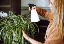 OVA BILJKA UKLANJA OTROVE IZ DOMA! Pročišćava vazduh, upija toksine, podiže nivo kiseonika OVA BILJKA UKLANJA OTROVE IZ DOMA! Pročišćava vazduh, upija toksine, podiže nivo kiseonika - featured image