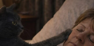 Mačka je svake noći budila svoju vlasnicu i tjerala je iz spavaće sobe: žena je mislila da mačka ima psihičke probleme, sve dok je nije odvela veterinaru. Mačka je svake noći budila svoju vlasnicu i tjerala je iz spavaće sobe: žena je mislila da mačka ima psihičke probleme, sve dok je nije odvela veterinaru. - featured image