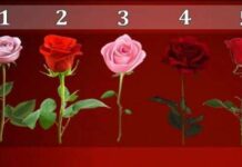 TEST: Koji cvijet vam se najviše dopada? – On otkriva kako vas drugi zapravo vide! TEST: Koji cvijet vam se najviše dopada? – On otkriva kako vas drugi zapravo vide! - featured image