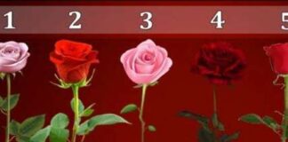 TEST: Koji cvijet vam se najviše dopada? – On otkriva kako vas drugi zapravo vide! TEST: Koji cvijet vam se najviše dopada? – On otkriva kako vas drugi zapravo vide! - featured image