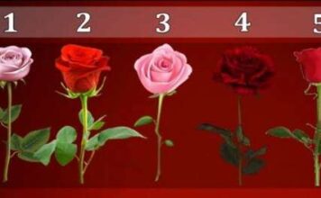 TEST: Koji cvijet vam se najviše dopada? – On otkriva kako vas drugi zapravo vide! TEST: Koji cvijet vam se najviše dopada? – On otkriva kako vas drugi zapravo vide! - featured image