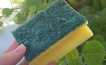 Od otpada do zlata: Nevjerovatna nova namjena starog sunđera! Ovo je trik koji je odusevio svijet” Od otpada do zlata: Nevjerovatna nova namjena starog sunđera! Ovo je trik koji je odusevio svijet” - featured image