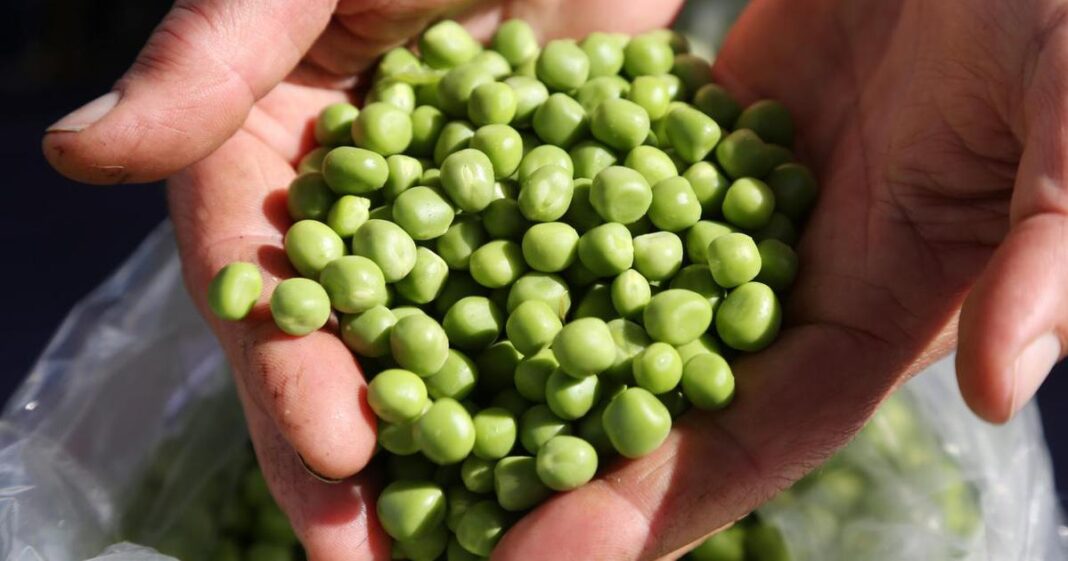 Smrznuti grašak mnogi kuhaju potpuno pogrešno: Evo kako treba, brže bude gotov i daleko je ukusniji - featured image