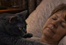 Mačka je svake noći budila svoju vlasnicu i tjerala je iz spavaće sobe: žena je mislila da mačka ima psihičke probleme, sve dok je nije odvela veterinaru. Mačka je svake noći budila svoju vlasnicu i tjerala je iz spavaće sobe: žena je mislila da mačka ima psihičke probleme, sve dok je nije odvela veterinaru. - featured image