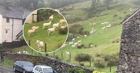 SNIMALA OVCE pa primjetila nešto vrlo čudno: “Nisam mogla vjerovati svojim očima! Kako je to moguće?” - featured image SNIMALA OVCE pa primjetila nešto vrlo čudno: “Nisam mogla vjerovati svojim očima! Kako je to moguće?” - featured image