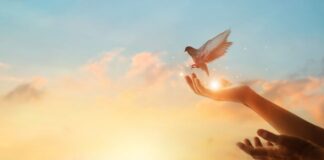 Narodno vjerovanje koje rijetko ko zna: Što znači kada vam ptica sleti na prozor ili pokuca na staklo Narodno vjerovanje koje rijetko ko zna: Što znači kada vam ptica sleti na prozor ili pokuca na staklo - featured image