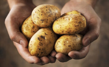 KROMPIR MOŽE BITI VEOMA OPASAN KADA IZGLEDA OVAKO: U ovoj situaciji je bolje da ga bacite, nego da ga pojedete KROMPIR MOŽE BITI VEOMA OPASAN KADA IZGLEDA OVAKO: U ovoj situaciji je bolje da ga bacite, nego da ga pojedete - featured image