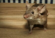 Evo kako se riješiti miševa i pacova pomoću SODE BIKARBONE? To bi svi trebali znati tokom sezone! Evo kako se riješiti miševa i pacova pomoću SODE BIKARBONE? To bi svi trebali znati tokom sezone! - featured image