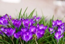 Uskoro ‘udara’ i treće džemre: Šta kaže narodni kalendar za 2026. godinu? Uskoro ‘udara’ i treće džemre: Šta kaže narodni kalendar za 2026. godinu? - featured image