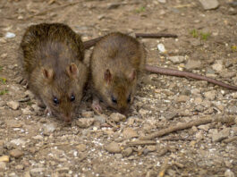 MIŠEVI I PACOVI OD OVOGA BEŽE GLAVOM BEZ OBZIRA! Svi IMATE U KUĆI, dovoljno je SAMO NA VRATA DA STAVITE I NESTAĆE MIŠEVI I PACOVI OD OVOGA BEŽE GLAVOM BEZ OBZIRA! Svi IMATE U KUĆI, dovoljno je SAMO NA VRATA DA STAVITE I NESTAĆE - featured image