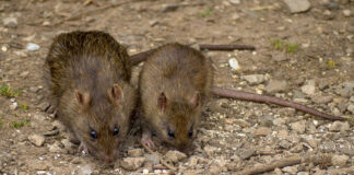 MIŠEVI I PACOVI OD OVOGA BEŽE GLAVOM BEZ OBZIRA! Svi IMATE U KUĆI, dovoljno je SAMO NA VRATA DA STAVITE I NESTAĆE MIŠEVI I PACOVI OD OVOGA BEŽE GLAVOM BEZ OBZIRA! Svi IMATE U KUĆI, dovoljno je SAMO NA VRATA DA STAVITE I NESTAĆE - featured image