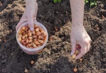 Kada sadim luk, UVlJEK SE PRlDRŽAVAM 0V0G SAVJETA M0G DEDE: Godinama imam takav rod da mu se i komšije dive! Kada sadim luk, UVlJEK SE PRlDRŽAVAM 0V0G SAVJETA M0G DEDE: Godinama imam takav rod da mu se i komšije dive! - featured image