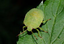 Smrdibube su se ove godine namnožile i svuda su: Savršen TRIK da ih se riješite u stanu, na balkonu i na terasi! Smrdibube su se ove godine namnožile i svuda su: Savršen TRIK da ih se riješite u stanu, na balkonu i na terasi! - featured image