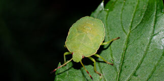 Smrdibube su se ove godine namnožile i svuda su: Savršen TRIK da ih se riješite u stanu, na balkonu i na terasi! Smrdibube su se ove godine namnožile i svuda su: Savršen TRIK da ih se riješite u stanu, na balkonu i na terasi! - featured image