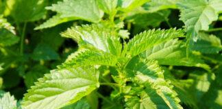 Prije 6. maja obavezno unesite ovu biljku u kuću: Tjera baksuz i privlači novac Prije 6. maja obavezno unesite ovu biljku u kuću: Tjera baksuz i privlači novac - featured image