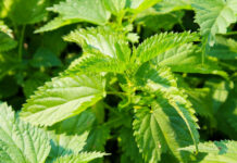 Prije 6. maja obavezno unesite ovu biljku u kuću: Tjera baksuz i privlači novac Prije 6. maja obavezno unesite ovu biljku u kuću: Tjera baksuz i privlači novac - featured image