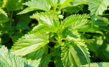 Prije 6. maja obavezno unesite ovu biljku u kuću: Tjera baksuz i privlači novac Prije 6. maja obavezno unesite ovu biljku u kuću: Tjera baksuz i privlači novac - featured image