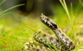 Ove stvari privlače zmije u vaše dvorište, odmah ih se riješite! Ove stvari privlače zmije u vaše dvorište, odmah ih se riješite! - featured image