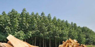 JEDAN HEKTAR DONESE 50.000 €! Ova biljka poraste 6 metara za godinu dana: Gori kao plin, korisna pčelarima a daje i druge BENEFITE JEDAN HEKTAR DONESE 50.000 €! Ova biljka poraste 6 metara za godinu dana: Gori kao plin, korisna pčelarima a daje i druge BENEFITE - featured image