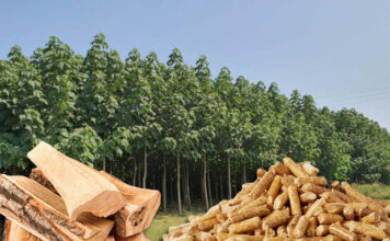 JEDAN HEKTAR DONESE 50.000 €! Ova biljka poraste 6 metara za godinu dana: Gori kao plin, korisna pčelarima a daje i druge BENEFITE JEDAN HEKTAR DONESE 50.000 €! Ova biljka poraste 6 metara za godinu dana: Gori kao plin, korisna pčelarima a daje i druge BENEFITE - featured image