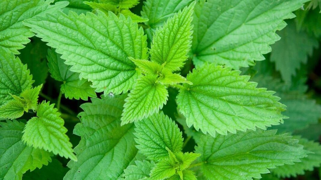 SIRUP OD KOPRIVE ČINI ČUDA ORGANIZMU (RECEPT) - featured image