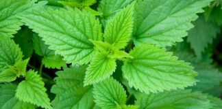 SIRUP OD KOPRIVE ČINI ČUDA ORGANIZMU (RECEPT) SIRUP OD KOPRIVE ČINI ČUDA ORGANIZMU (RECEPT) - featured image