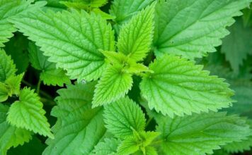 SIRUP OD KOPRIVE ČINI ČUDA ORGANIZMU (RECEPT) SIRUP OD KOPRIVE ČINI ČUDA ORGANIZMU (RECEPT) - featured image