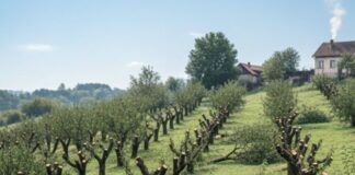 Komšija mi je posjekao voćnjak i UNIŠTIO 20 GODINA TRUDA ZA JEDNU NOĆ: Ali Draganov odgovor na pragu ga je potpuno SLOMIO! Komšija mi je posjekao voćnjak i UNIŠTIO 20 GODINA TRUDA ZA JEDNU NOĆ: Ali Draganov odgovor na pragu ga je potpuno SLOMIO! - featured image