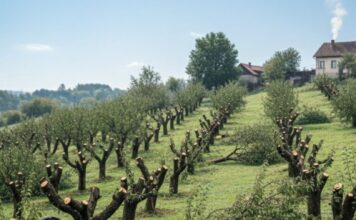 Komšija mi je posjekao voćnjak i UNIŠTIO 20 GODINA TRUDA ZA JEDNU NOĆ: Ali Draganov odgovor na pragu ga je potpuno SLOMIO! Komšija mi je posjekao voćnjak i UNIŠTIO 20 GODINA TRUDA ZA JEDNU NOĆ: Ali Draganov odgovor na pragu ga je potpuno SLOMIO! - featured image