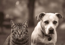 Mačke osjete kad vam dolazi bolest, a psi kad vam dolazi loša osoba: Evo kako životinje skeniraju energiju Mačke osjete kad vam dolazi bolest, a psi kad vam dolazi loša osoba: Evo kako životinje skeniraju energiju - featured image