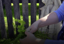 Prije 6. maja obavezno unesite ovu biljku u kuću: Tjera baksuz i privlači sreću Prije 6. maja obavezno unesite ovu biljku u kuću: Tjera baksuz i privlači sreću - featured image