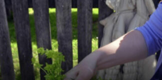 Prije 6. maja obavezno unesite ovu biljku u kuću: Tjera baksuz i privlači sreću Prije 6. maja obavezno unesite ovu biljku u kuću: Tjera baksuz i privlači sreću - featured image