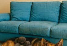 Muškarac je na putu pronašao trudnu nemačku ovčarku; kada je pas oštenio, veterinar je iznenađeno otkrio ko se pojavio na svetu. Muškarac je na putu pronašao trudnu nemačku ovčarku; kada je pas oštenio, veterinar je iznenađeno otkrio ko se pojavio na svetu. - featured image