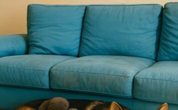 Muškarac je na putu pronašao trudnu nemačku ovčarku; kada je pas oštenio, veterinar je iznenađeno otkrio ko se pojavio na svetu. Muškarac je na putu pronašao trudnu nemačku ovčarku; kada je pas oštenio, veterinar je iznenađeno otkrio ko se pojavio na svetu. - featured image