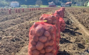 NI SLUČAJNO GA NE JEDITE: Evo kako izgleda krompir pun toksina NI SLUČAJNO GA NE JEDITE: Evo kako izgleda krompir pun toksina - featured image