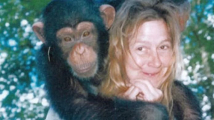 Sandra je godinama gajila šimpanzu i spavala sa njom, ne sluteći šta će je snaći: Taj užas potresao je ceo svet - featured image Sandra je godinama gajila šimpanzu i spavala sa njom, ne sluteći šta će je snaći: Taj užas potresao je ceo svet - featured image