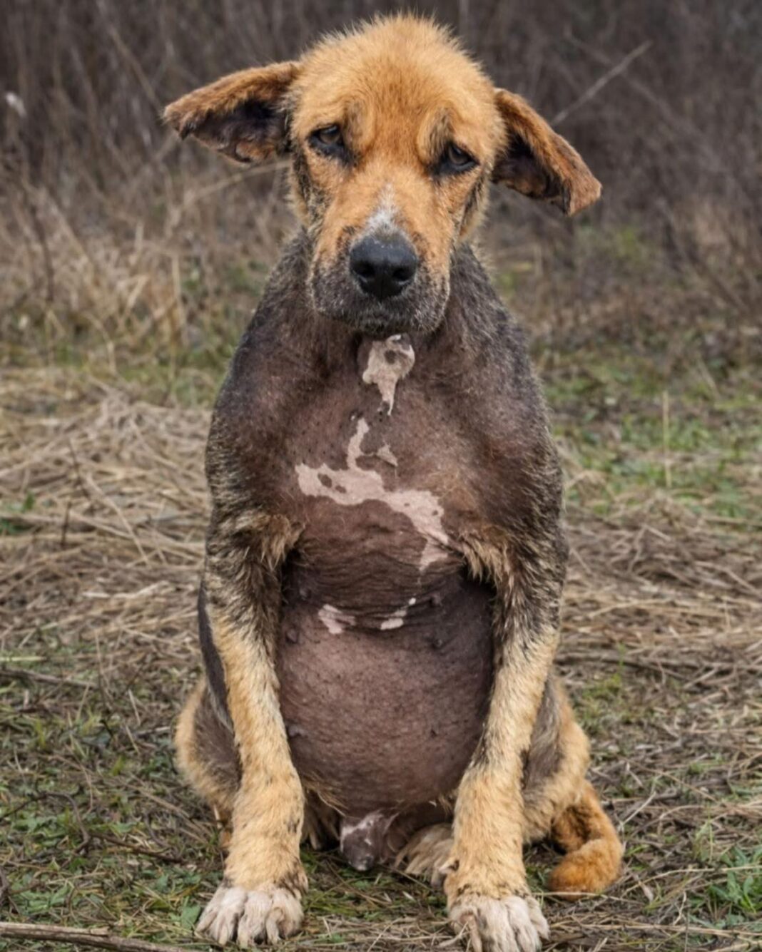 Zvali su ga ružnim — a onda su ga ostavili kao da nikada nije bio dio njihove porodice. 💔🐶 - featured image