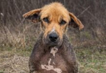 Zvali su ga ružnim — a onda su ga ostavili kao da nikada nije bio dio njihove porodice. 💔🐶 Zvali su ga ružnim — a onda su ga ostavili kao da nikada nije bio dio njihove porodice. 💔🐶 - featured image