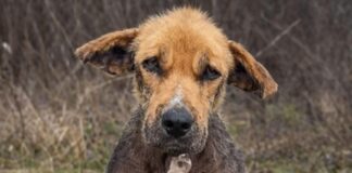 Zvali su ga ružnim — a onda su ga ostavili kao da nikada nije bio dio njihove porodice. 💔🐶 Zvali su ga ružnim — a onda su ga ostavili kao da nikada nije bio dio njihove porodice. 💔🐶 - featured image