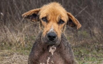 Zvali su ga ružnim — a onda su ga ostavili kao da nikada nije bio dio njihove porodice. 💔🐶 Zvali su ga ružnim — a onda su ga ostavili kao da nikada nije bio dio njihove porodice. 💔🐶 - featured image